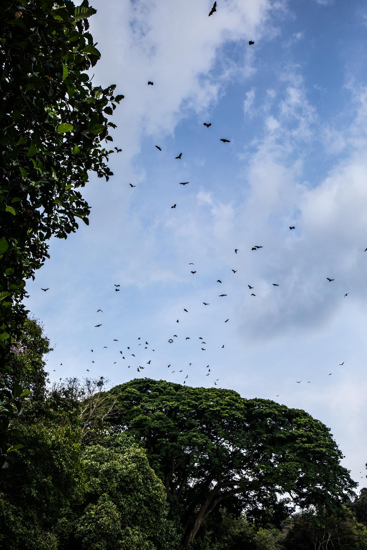 Bats Flying in the Royal Botanical Gardens (Peradeniya Park), Kandy, Sri Lanka. Photographed by Shika Finnemore - thebellephant.com