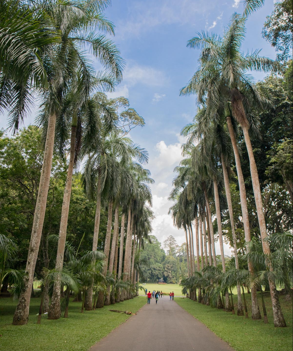 Palm Avenue in the Royal Botanical Gardens (Peradeniya Park), Kandy, Sri Lanka. Photographed by Shika Finnemore - thebellephant.com