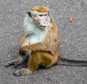 Monkeys in the Royal Botanical Gardens (Peradeniya Park), Kandy, Sri Lanka. Photographed by Shika Finnemore - thebellephant.com